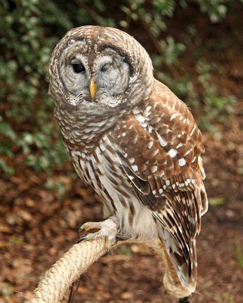 Owls | Audubon Center for Birds of Prey