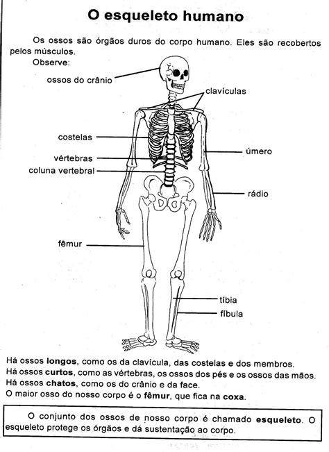 30 Atividades Sobre Esqueleto Humano Para Imprimir Em 2020 Imagens