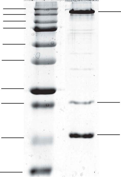 Sds Page Of Extracted Myosin From Grass Carp The Marker And Myosin