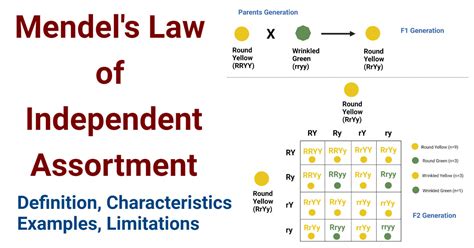 What Is Mendel S Law Of Dominance