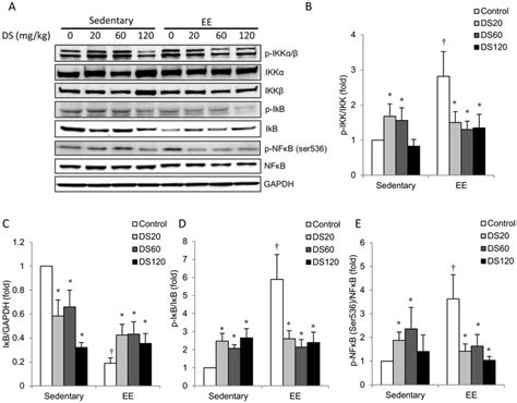 Nf B Pathway A Representative Western Blot Showing Protein Levels Of