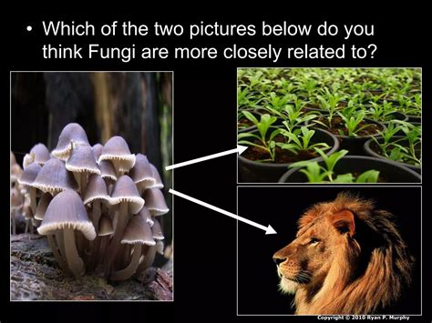 Kingdom Fungi Visual PowerPoint Quiz, Biology and Taxonomy Quiz | PPT