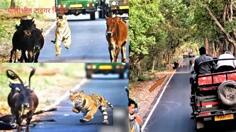 Tiger Hunt Viral Video जब बाघ को शिकार करते देख रोमांचित हुए पर्यटक वन प्रेमियों की बढ़ गई