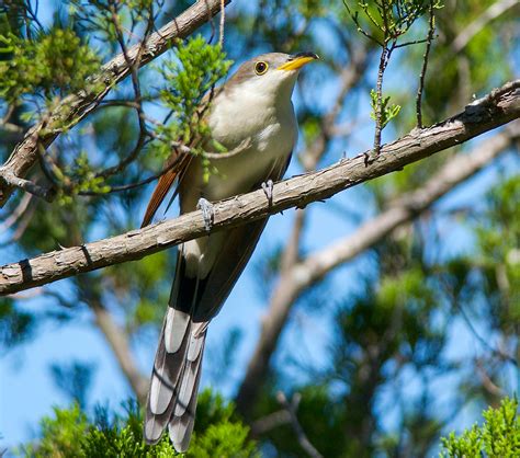 Bird Of The Week Yellow Billed Cuckoo Travis Audubon