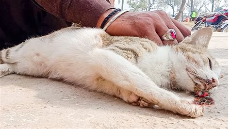 Treatment Of Stray Cat In The Street Almost Dying Given Some Poision