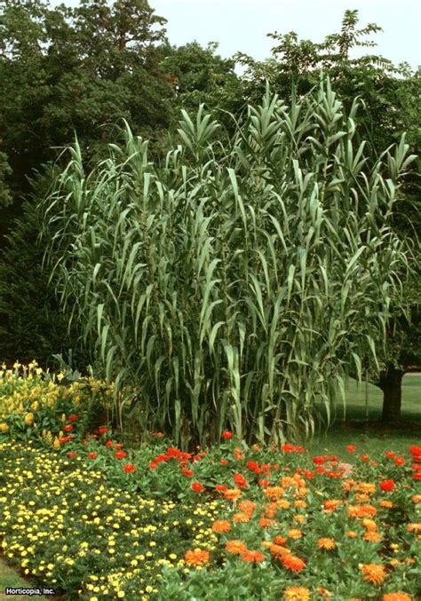 Giant Reed Grass Arundo Donax Don T Plant This It Is Invasive