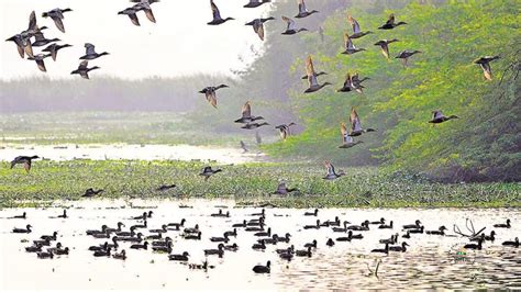 Okhla Bird Sanctuary: Birdwatching Paradise - DelhiSnap