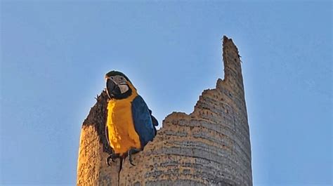 Nova Onda De Calor Se Aproxima E Temperatura Volta A Subir Em Mato