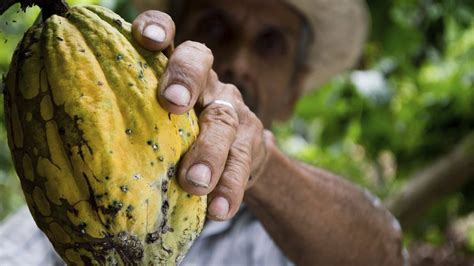 Se Celebra El D A Mundial Del Cacao El Alimento De Los Dioses