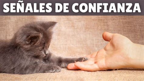 Las 7 señales principales de que tu gato CONFÍA EN TI según los