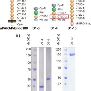 Uparap Recombinant Proteins A Domain Composition Of Uparap And