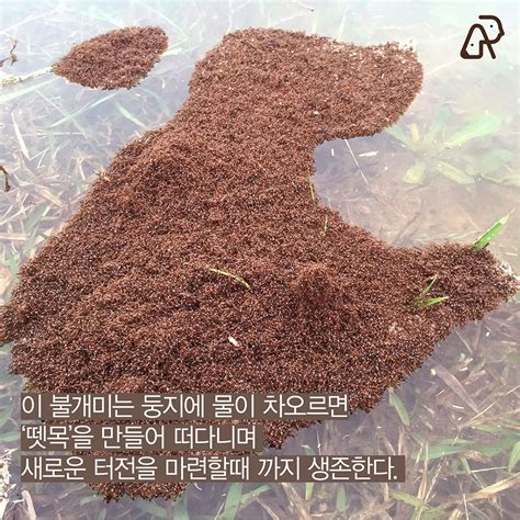 곤충의 역습 붉은불개미