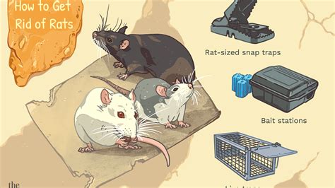 Best Mouse Poisons - Kelly's Classroom