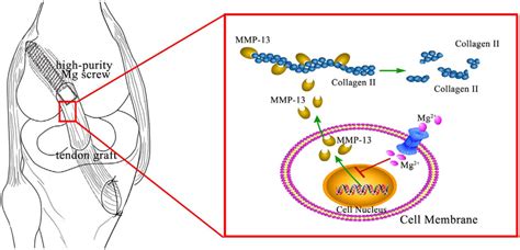 Schematic Diagram Delineating The Blockage Of Mmp 13 And Collagen