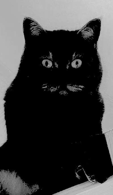 Create Meme Cat Cat Black Cat Pictures Meme