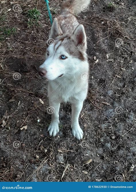 Dogs Huskies Blue Eye N Half Blue N Brown Eye Stock Photo - Image of ...