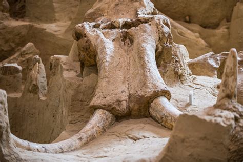 Les randonnées du mammouth laineux Curionautes des sciences