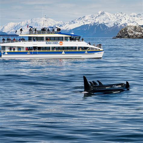 Major Marine Tours | Travel Alaska