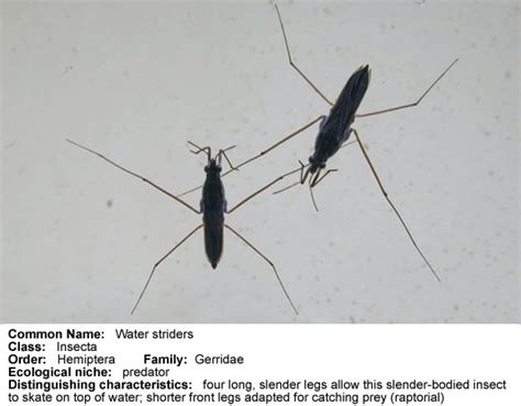 Aquatic Insect Picture Gallery ENT 425 General Entomology