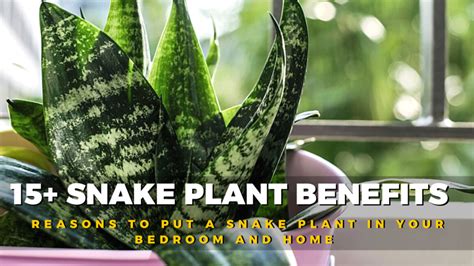 15 Snake Plant Benefits | Reasons To Put A Snake Plant In Your Bedroom ...