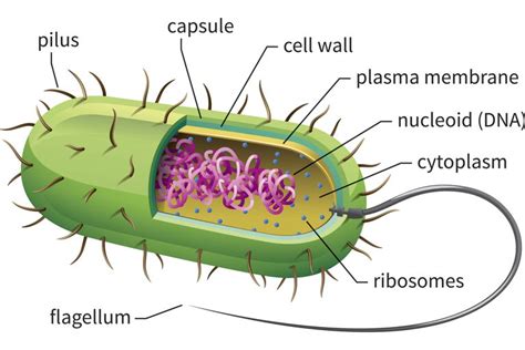 Prokaryotic Cells Structure Function And Definition