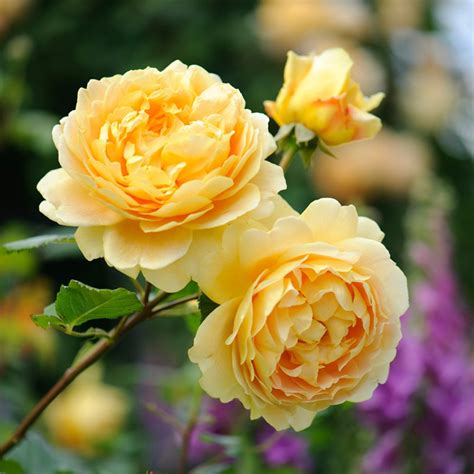 David Austin Golden Celebration® (Ausgold) English Shrub Rose (6L pot)