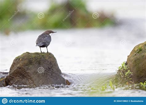 A White Throated Dipper Perched On A Rock In A Streaming Creek Stock