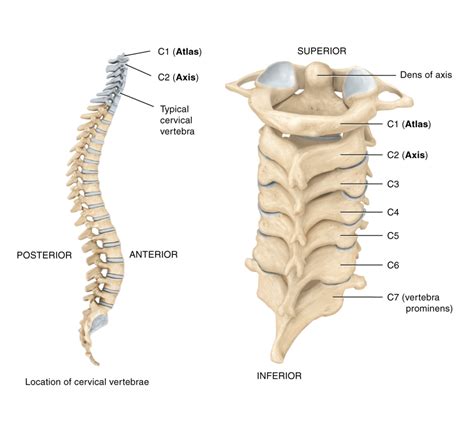 Atlas Cervical Vertebrae Anatomy