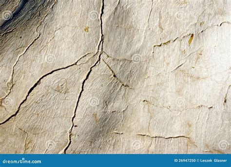 Texture Of Stone With Cracks Looks Like A Bone Stock Photo Image