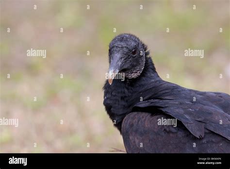 Black Vulture Coragyps Atratus Atratus Stock Photo Alamy