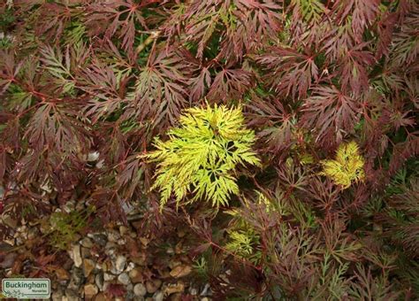 Japanese Maple, Emerald Lace, Acer palmatum Emerald Lace, Seiryu ...