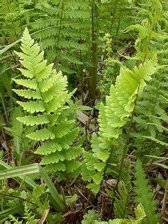 Crested Buckler Fern Dryopteris Cristata Plants Shade Garden Wood Fern