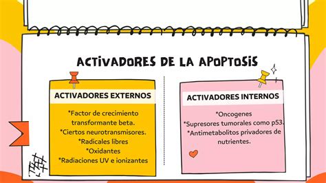 Procesos Y Organelos Involucrados En El Mecanismo De La Apoptosis Y La