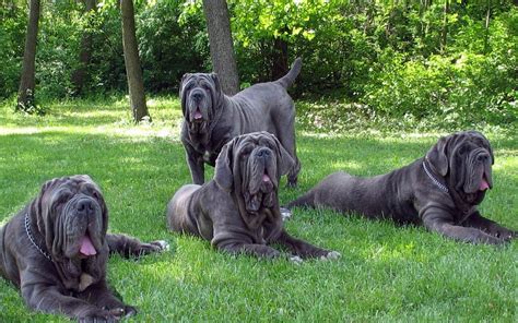 Neapolitan Mastiff | DinoAnimals.com