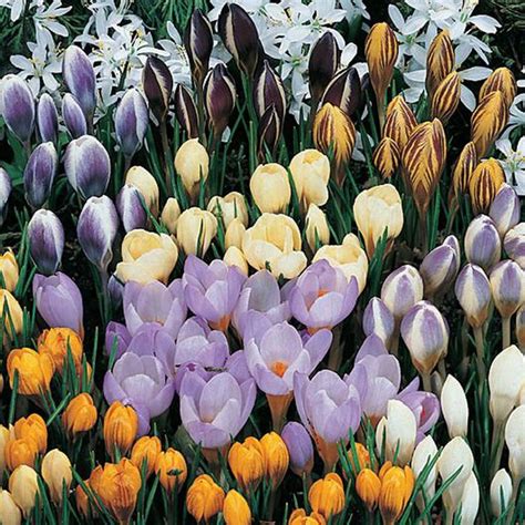 Early Spring Crocus 100 Bulbs - Mr Middleton Garden Shop