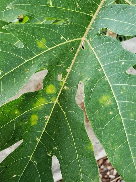 Papaya Carica Papaya Powdery Mildew Pathogen Oidium Ca Flickr