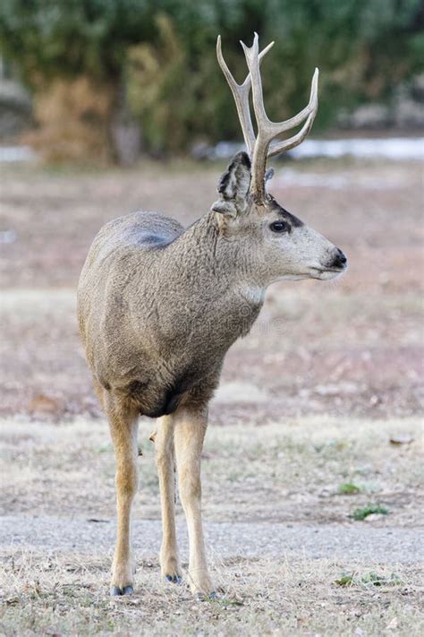 Mule Deer Buck Colorado Wildlife Wild Deer On The High Plains Of