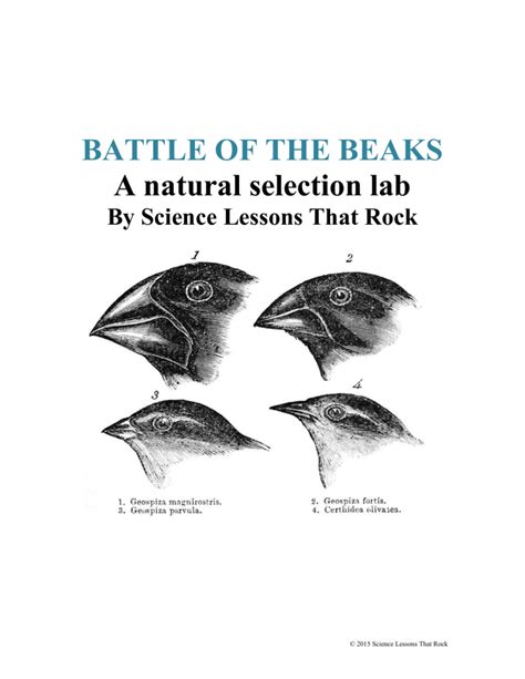 Beaks Of Finches Lab Pdf