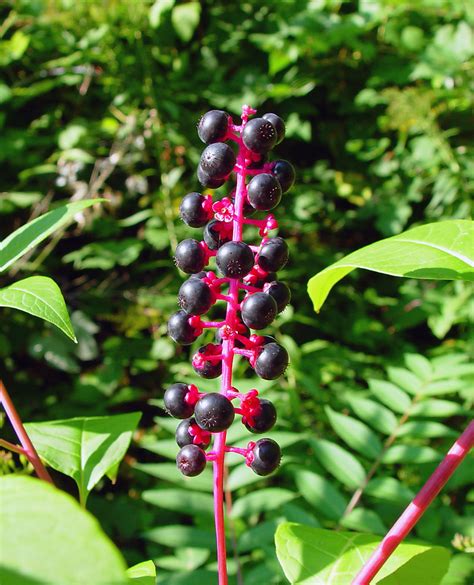 Phytolacca Americana American Pokeweed Go Botany