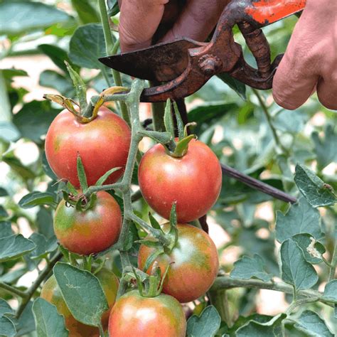 How to Harvest Tomatoes When They Are Ready (And When Not To)