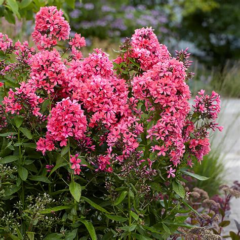 Phlox Paniculata