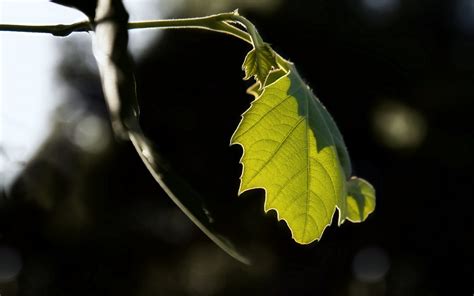 Wallpaper Sunlight Nature Branch Insect Green Yellow Tree Autumn Leaf Flower Flora