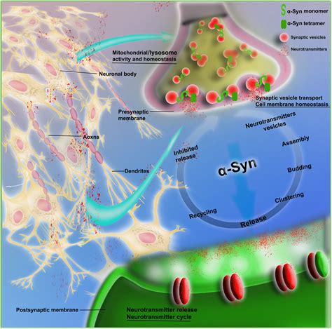 α Synuclein in traumatic and vascular diseases of the central nervous