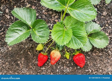 Planta De Fresa Orgánica Con Las Fresas De Maduración Foto de archivo