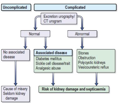 RENAL TRACT URINARY TRACT INFECTION UTI Flashcards Quizlet