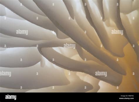 Porseleinzwam Porcelain Fungus Oudemansiella Mucida Stock Photo Alamy