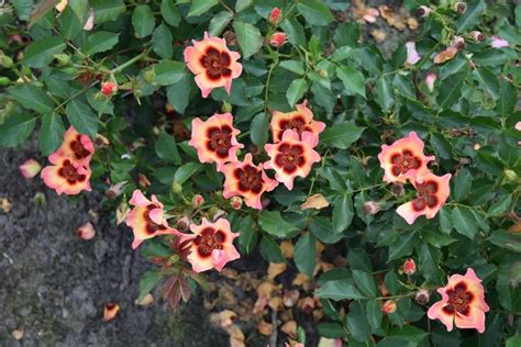 Fancy Babylon Eyes® - Interplant Roses