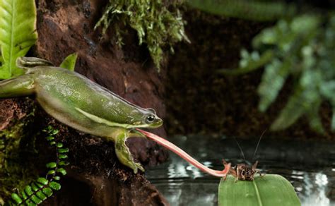 Explained Amazing Science Of Frogs’ Sticky Tongues Passnownow