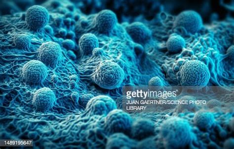 Multipotent Stem Cells Illustration High-Res Vector Graphic - Getty Images