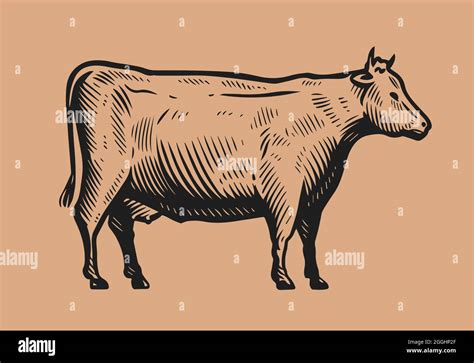 Hand Drawn Cow In Vintage Engraving Style Beef Dairy Products Concept